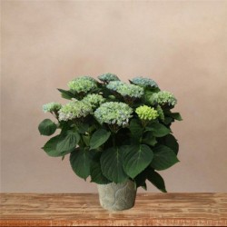Planta de Hortensia Azul