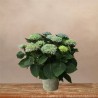 Planta de Hortensia Azul