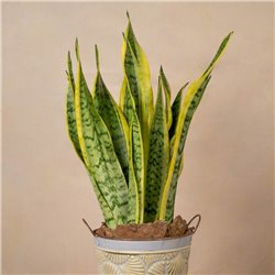 Planta Sansevieria Royale