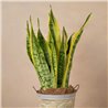 Planta Sansevieria Royale