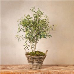 Planta Luz de Olivo