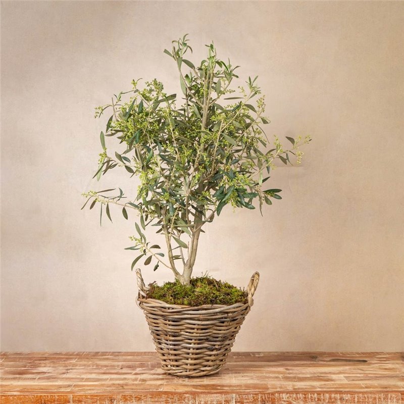 Planta Luz de Olivo