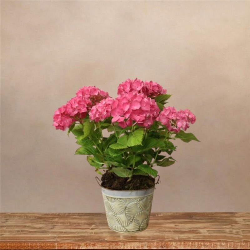 Planta de Hortensia Rosa