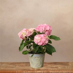 Hortensia rosa mediana