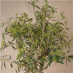 Planta Luz de Olivo