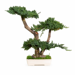 BONSAI JUNÍPERUS 50 CM.