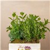 Caja Aromas de la Huerta