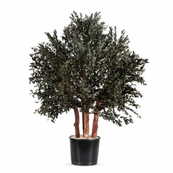 ARBUSTO PARVIFOLIA