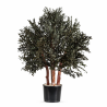ARBUSTO PARVIFOLIA