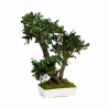 BONSAI TOBIRA