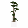 ÁRBOL JUNÍPERUS 160 CM.