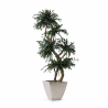 ÁRBOL TOPIARI PARVIFOLIA 150 CM.