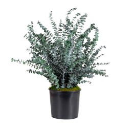 PLANTA BABY BLUE