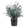 PLANTA BABY BLUE