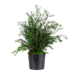 PLANTA LEPTO