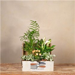 Cofre Soft Garden