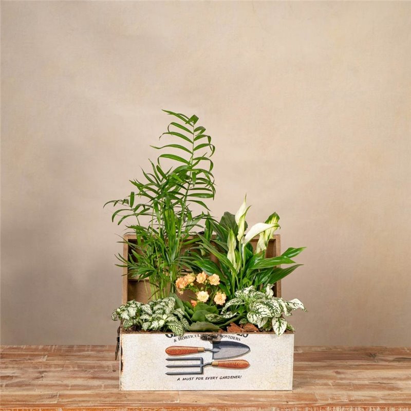 Cofre Soft Garden