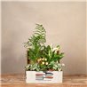 Cofre Soft Garden