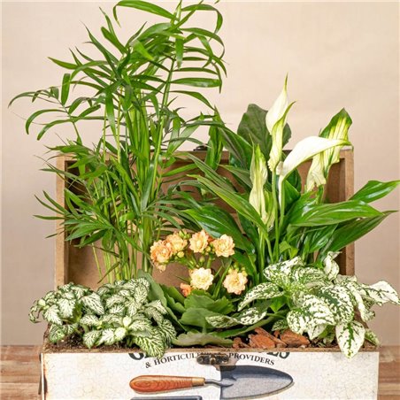 Cofre Soft Garden