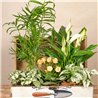 Cofre Soft Garden