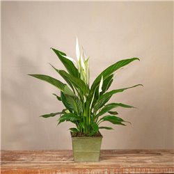 Planta de Spathiphyllum
