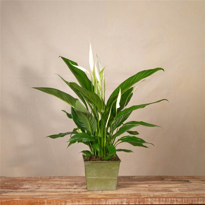 Planta de Spathiphyllum