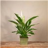 Planta de Spathiphyllum