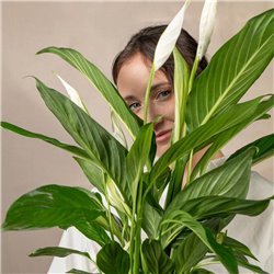 Planta de Spathiphyllum