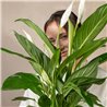 Planta de Spathiphyllum