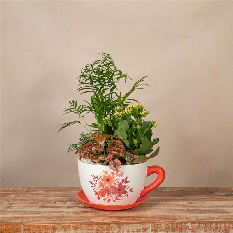 Composición Oasis Cup