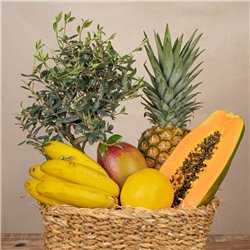 Bonsay y Frutas