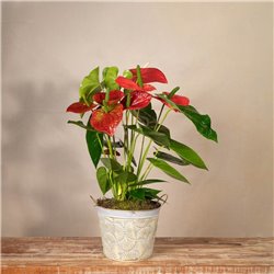 Planta de Anthurium