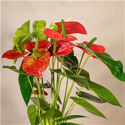 Planta de Anthurium