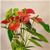 Planta de Anthurium