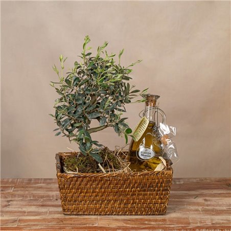 Cesta Olea Aurea Bonsái