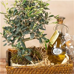 Cesta Olea Aurea Bonsái