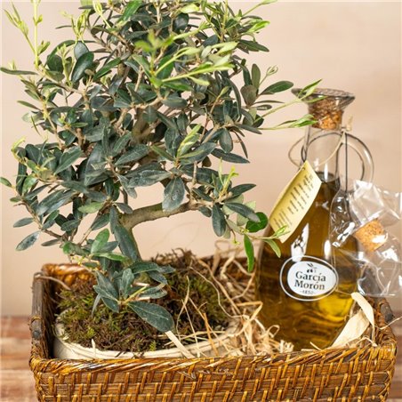 Cesta Olea Aurea Bonsái
