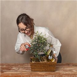 Cesta Olea Aurea Bonsái