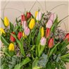 Tulipanes Multicolor
