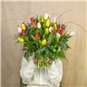 Tulipanes Multicolor