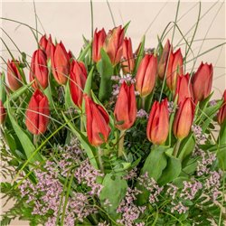 Tulipanes Rojos