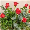 12 Rosas Rojas Tallo Largo