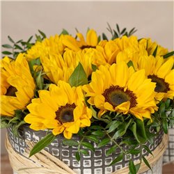 Caja Destello de SoL