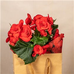 Bolsa La Vie Begonia