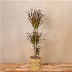 Planta Drácena Marginata
