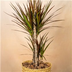Planta Drácena Marginata