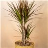 Planta Drácena Marginata