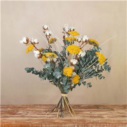 Achillea