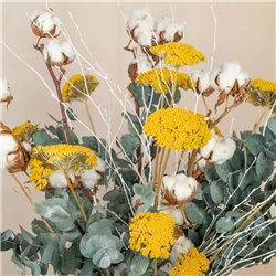 Achillea