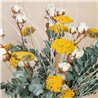 Achillea